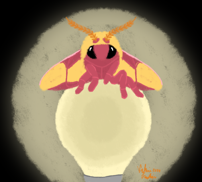 https://www.takoberri.art//_main/images/low-res/art/Rosy Maple Moth